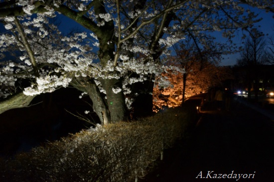 お堀の桜