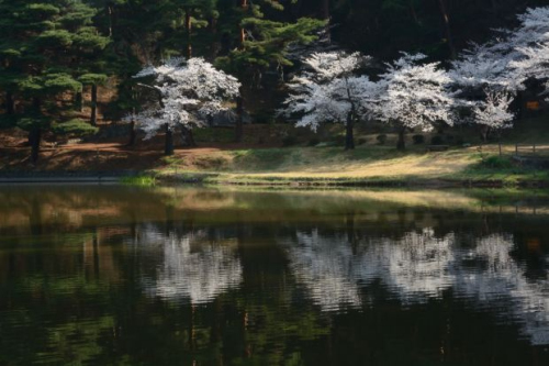 池にに映える桜