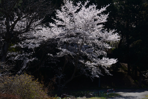 安曇野市三郷小倉の桜