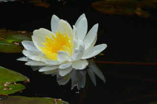 黄色の花弁が美しい