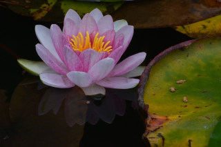 ピンクの花びらが愛らしい