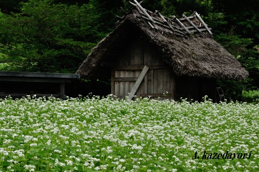 そばの花咲く