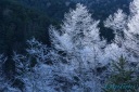 霧が木々の枝につき霜の花を咲かせる