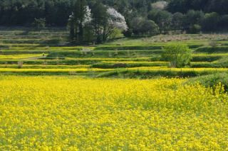 菜の花の咲く安曇野